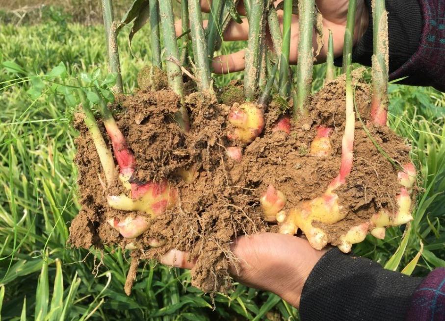 生牛肉市場(chǎng)行情深度解析，市場(chǎng)走勢(shì)、影響因素及未來(lái)趨勢(shì)分析