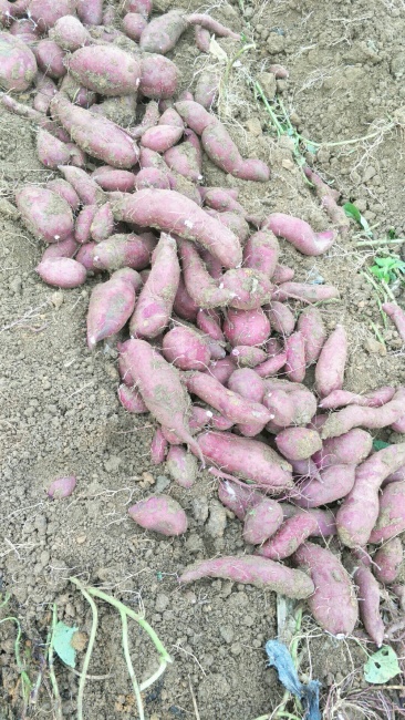 西瓜紅紅薯價格行情詳解及市場動態(tài)把握策略