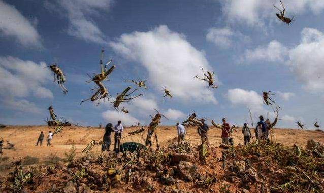 最新蝗蟲災(zāi)害動態(tài)及小巷中的獨特風(fēng)味探索