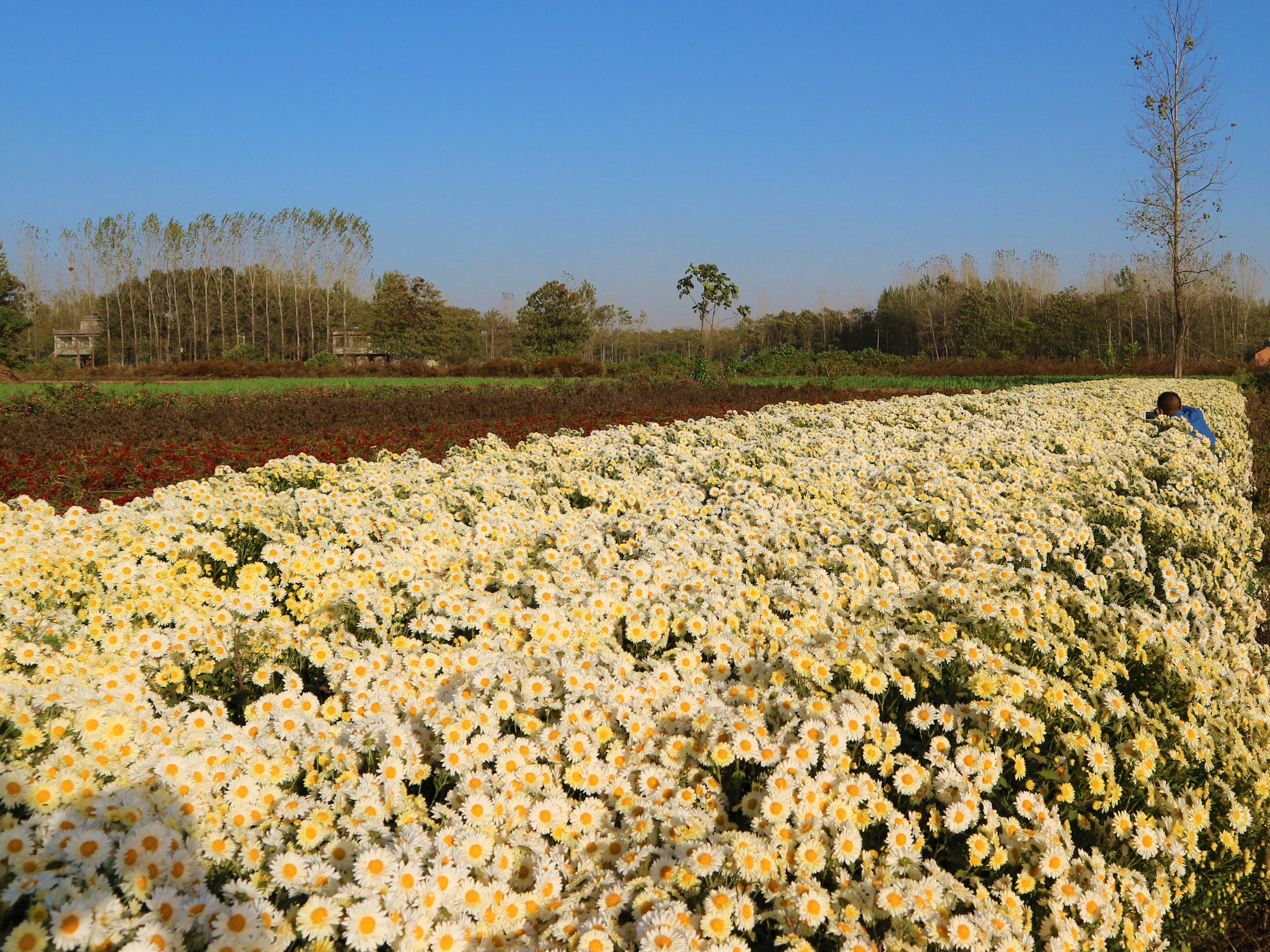 杭白菊行情，科技之花引領(lǐng)新生活