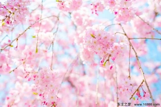 浪漫櫻花電影，櫻花約定與友情綻放的約定之旅