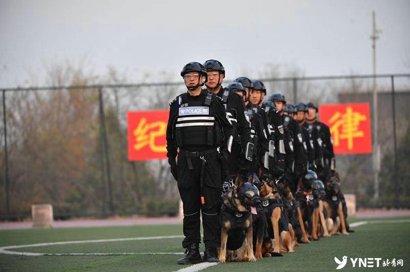 牧羊犬比賽超燃現(xiàn)場(chǎng)，激烈競(jìng)技展現(xiàn)犬只天賦！