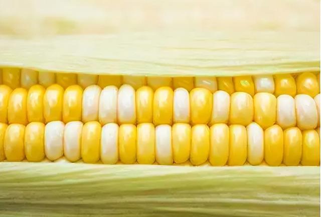 鮮食玉米行情深度解析，自然美景下的旅行探索之旅