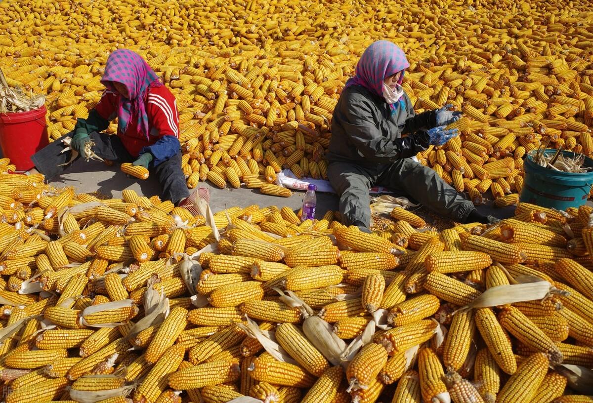 玉米價格實時動態(tài)更新