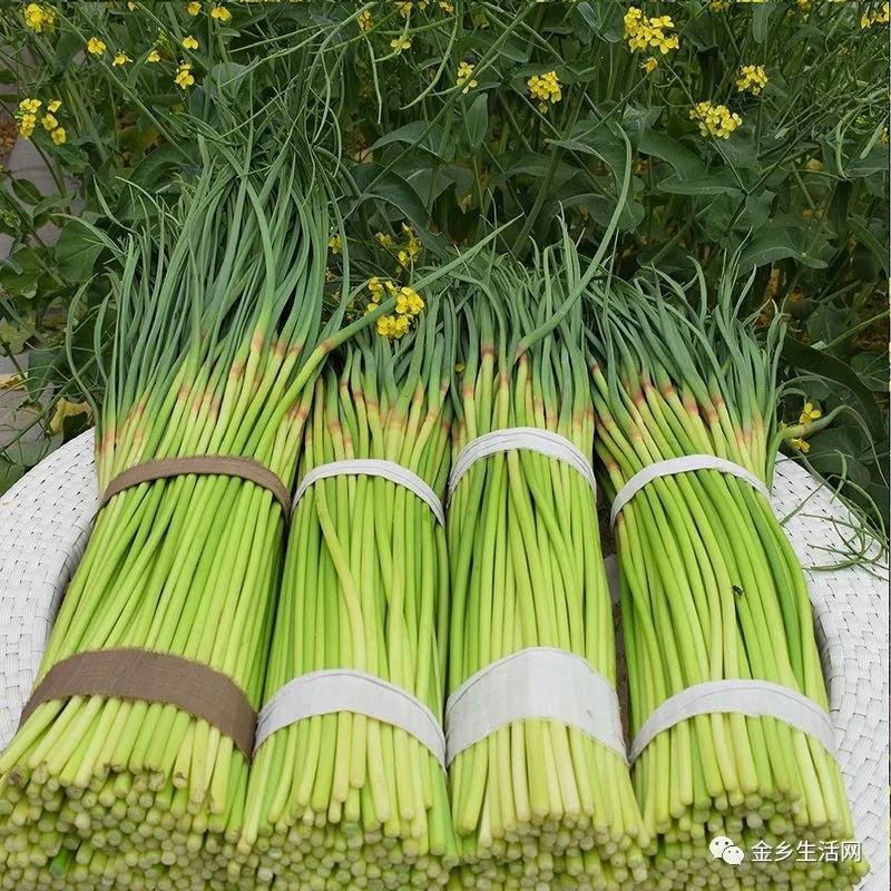 今日金鄉(xiāng)蒜片報價動態(tài)，變化中的學(xué)習(xí)助力實現(xiàn)夢想與自信