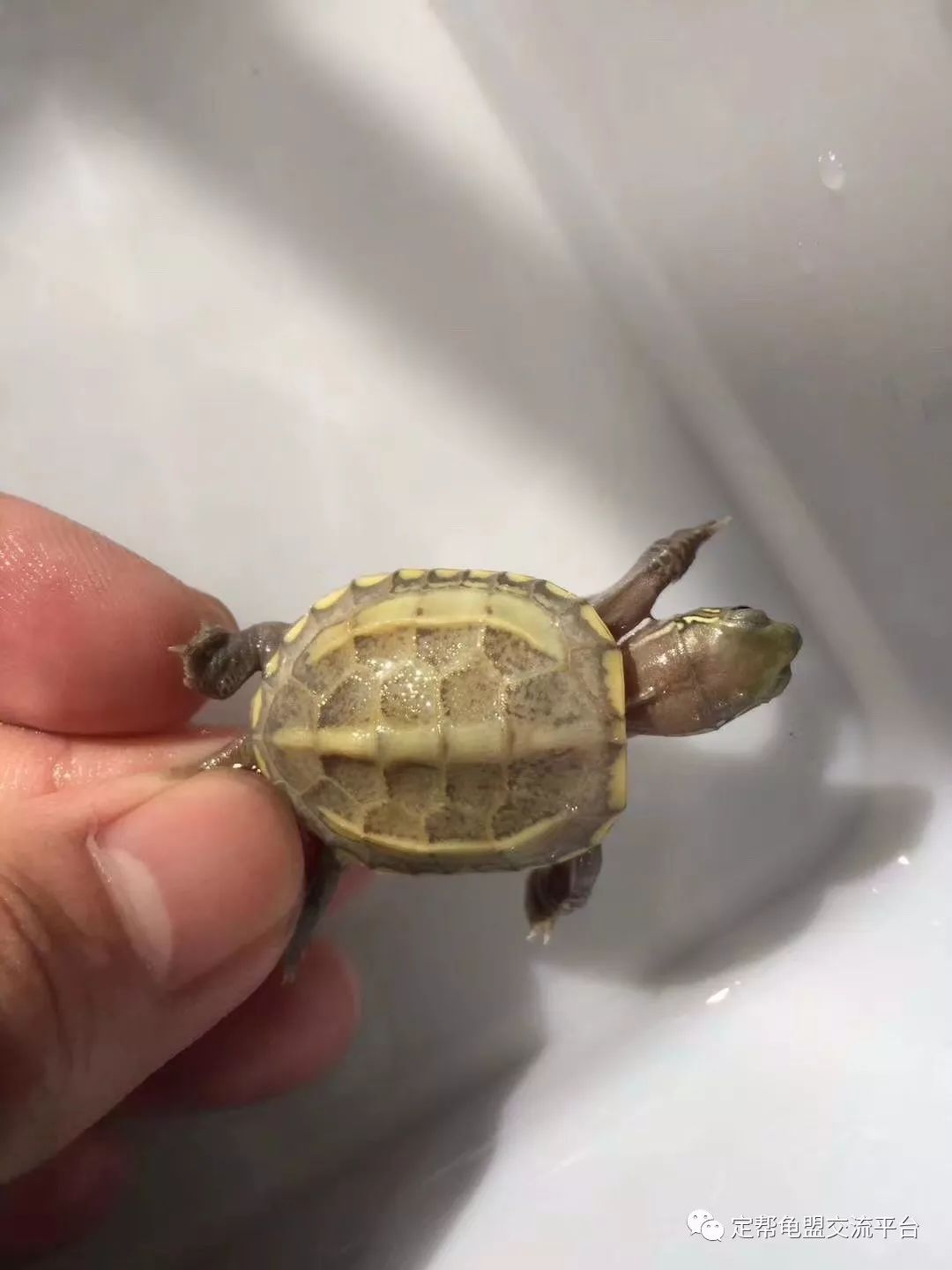 龜類養(yǎng)殖市場(chǎng)探索，多元視角下的市場(chǎng)分析與展望