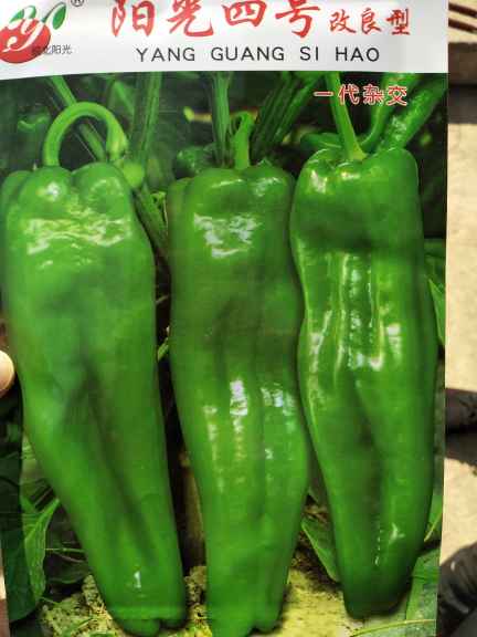 青椒價(jià)格最新行情，機(jī)遇與挑戰(zhàn)中的自我超越勵(lì)志之旅