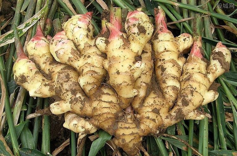 大姜價(jià)格背后的自然美景之旅