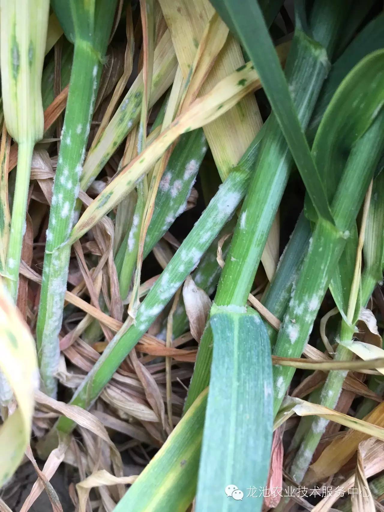 小麥白粉病治療最新進(jìn)展及成效概述????