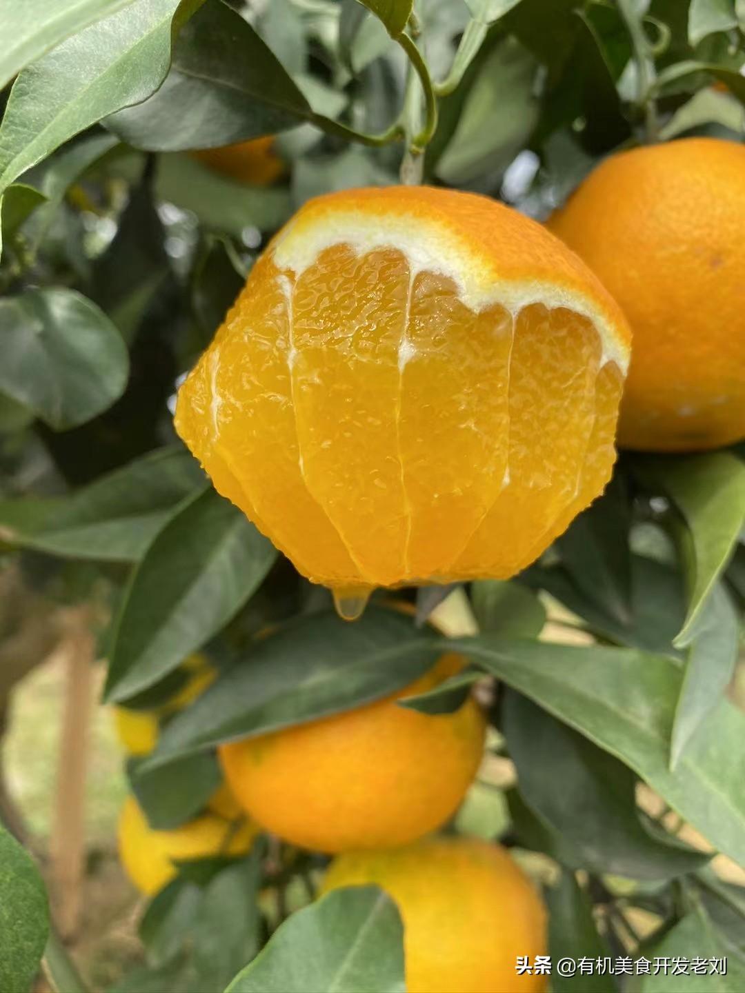 最新地塊詳解與步驟指南，從入門到精通的全方位探討