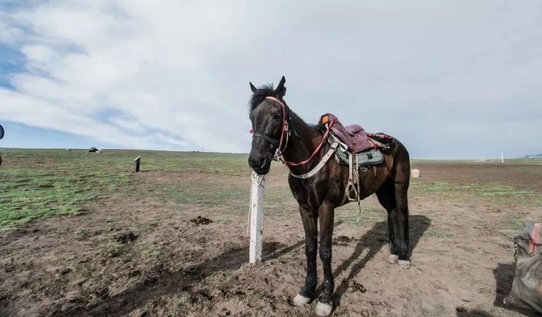 脫疆鳴鑾最新，時(shí)代變遷下的影響與展望