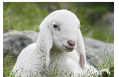 最新逗比羊，背景、事件與時(shí)代印記一網(wǎng)打盡！