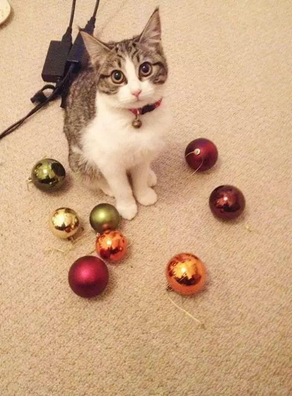 貓咪最新收藏，自然美景的心靈之旅，探索貓咪與大自然的獨特魅力