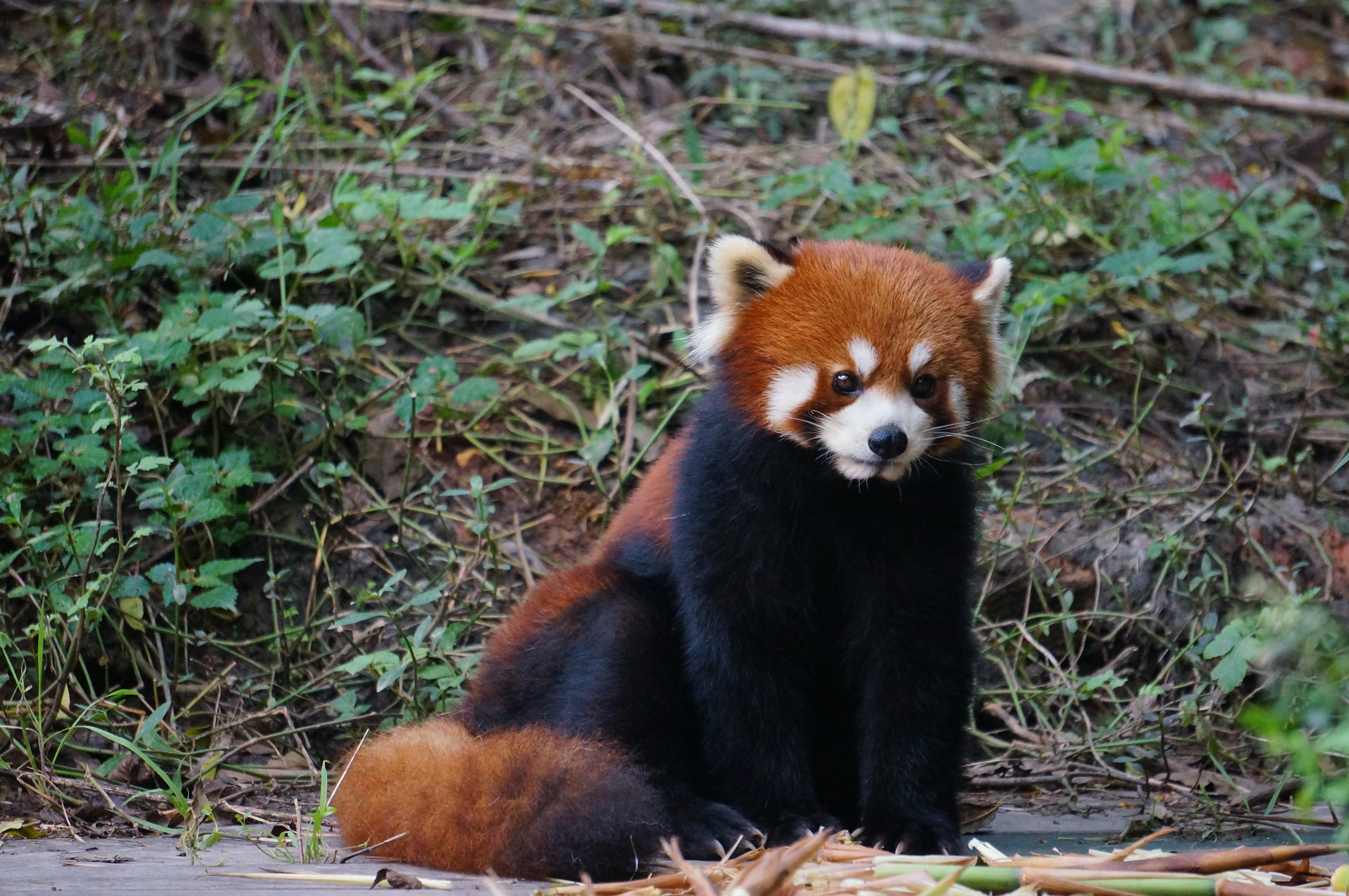 巷弄深處的小熊貓?zhí)厣〉?，味蕾上的未知奇? width=