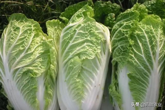 白菜今日最新價格及市場走勢多元觀點探討