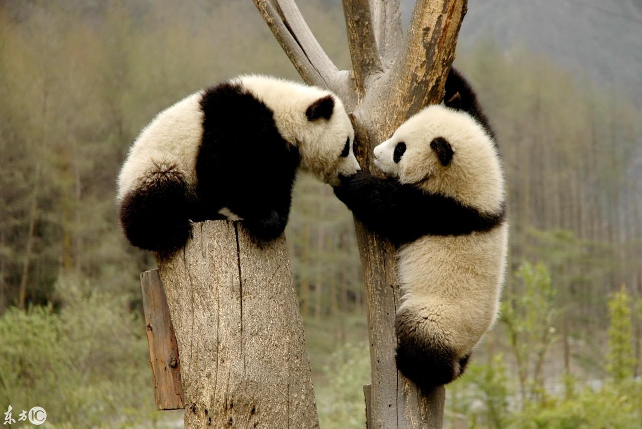 熊貓日記，學習、變化、自信與成長的最新記錄