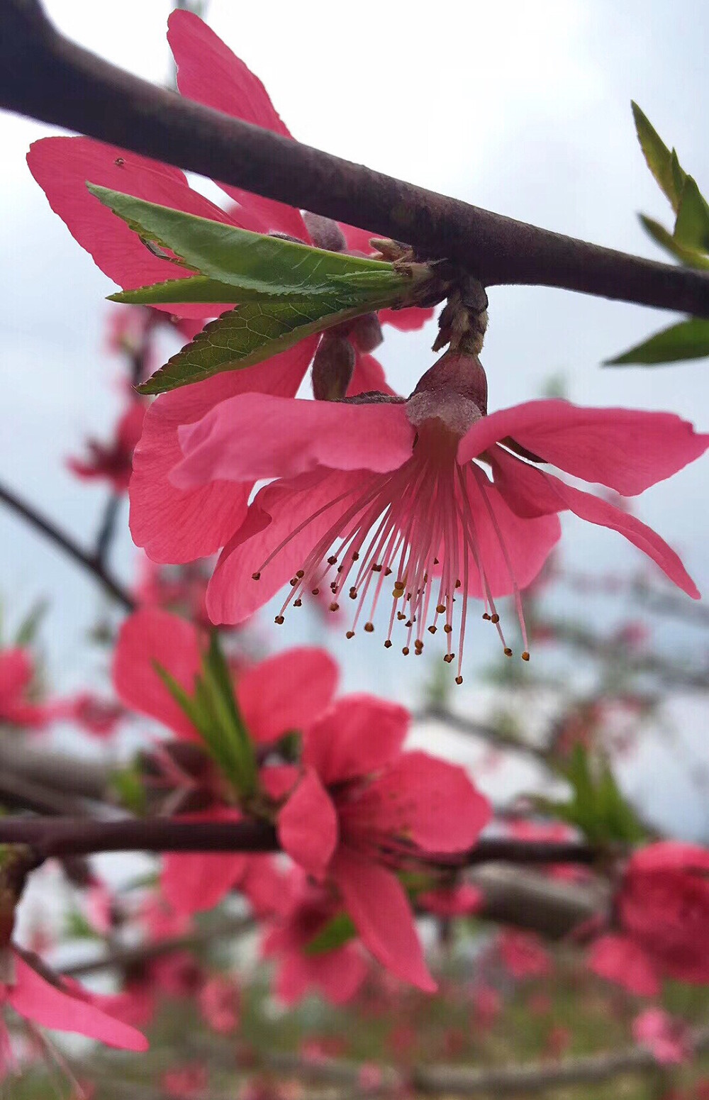桃花最新版操作指南，從初學(xué)者到進(jìn)階用戶的通用教程