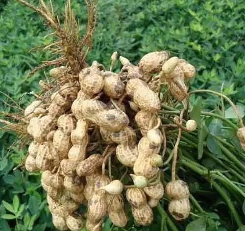 一粒種子的成長與無限可能，今日花生最新價(jià)格揭秘