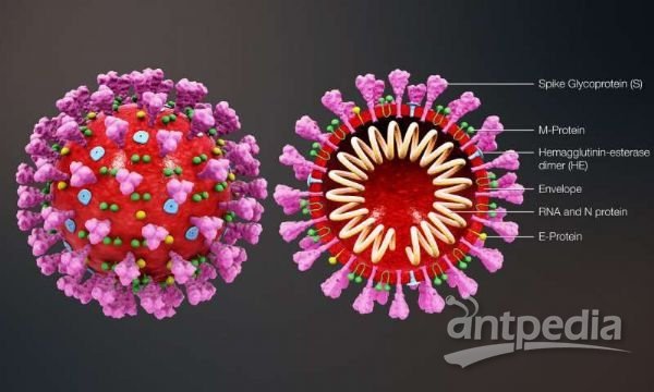 最新新冠心，變化中的學(xué)習(xí)，自信與成就的力量之路