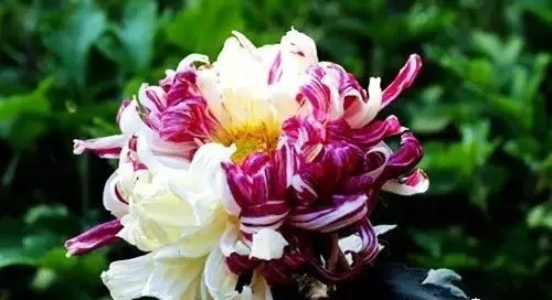 世上唯一的花最新章節(jié)獲取攻略，輕松掌握閱讀指南