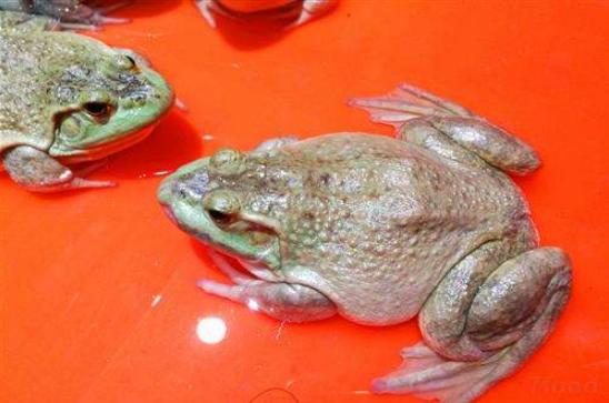 牛蛙最新收購價(jià)格，自然美景探索之旅啟程