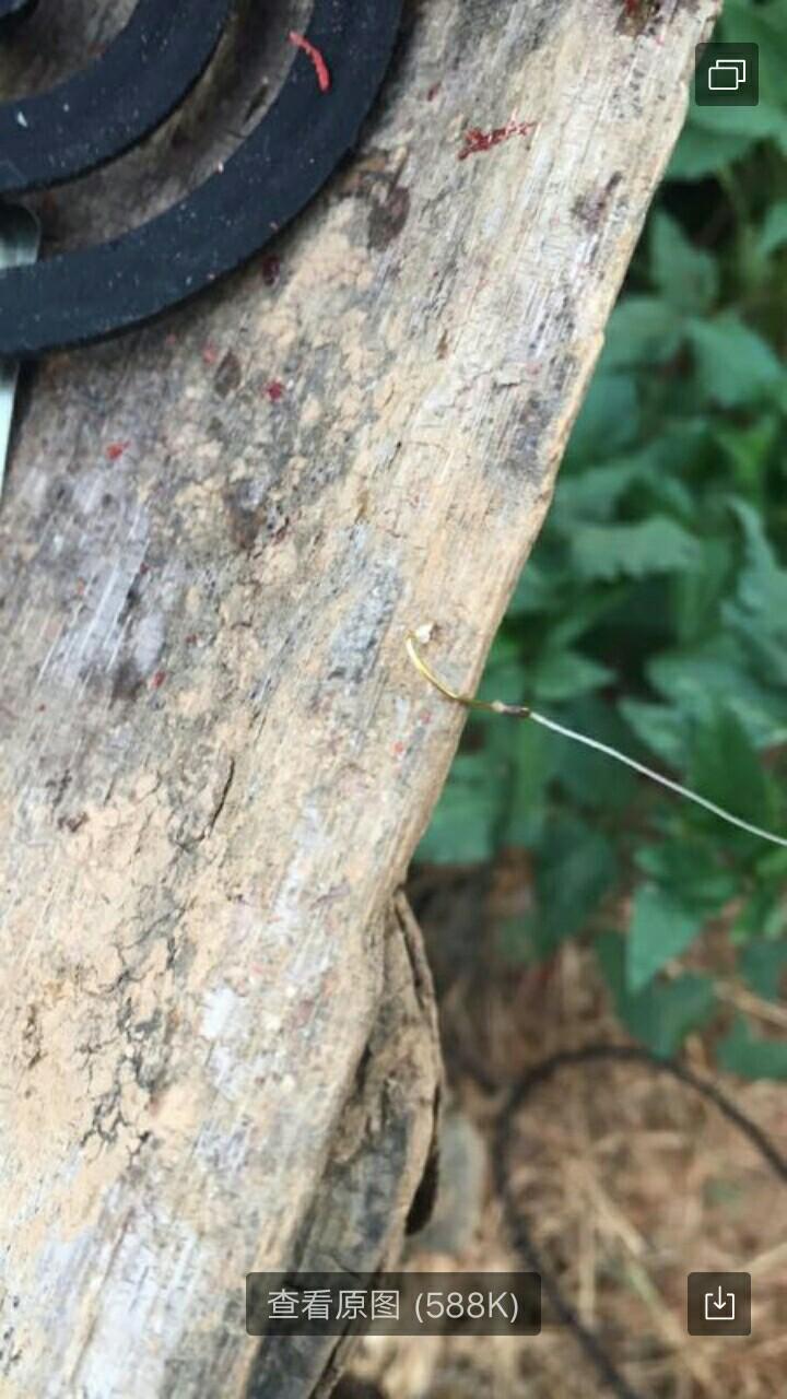 圓吻鲴魚最新釣法詳解與論述，釣獲秘訣大揭秘！