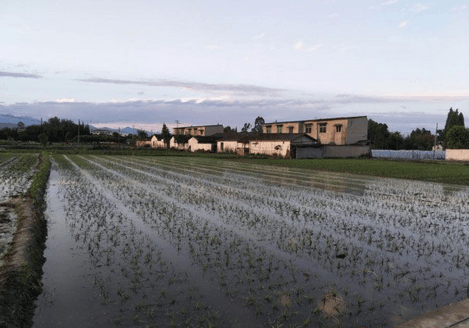 四川敖平川芎最新價(jià)格概覽，最新價(jià)格信息一覽無(wú)余