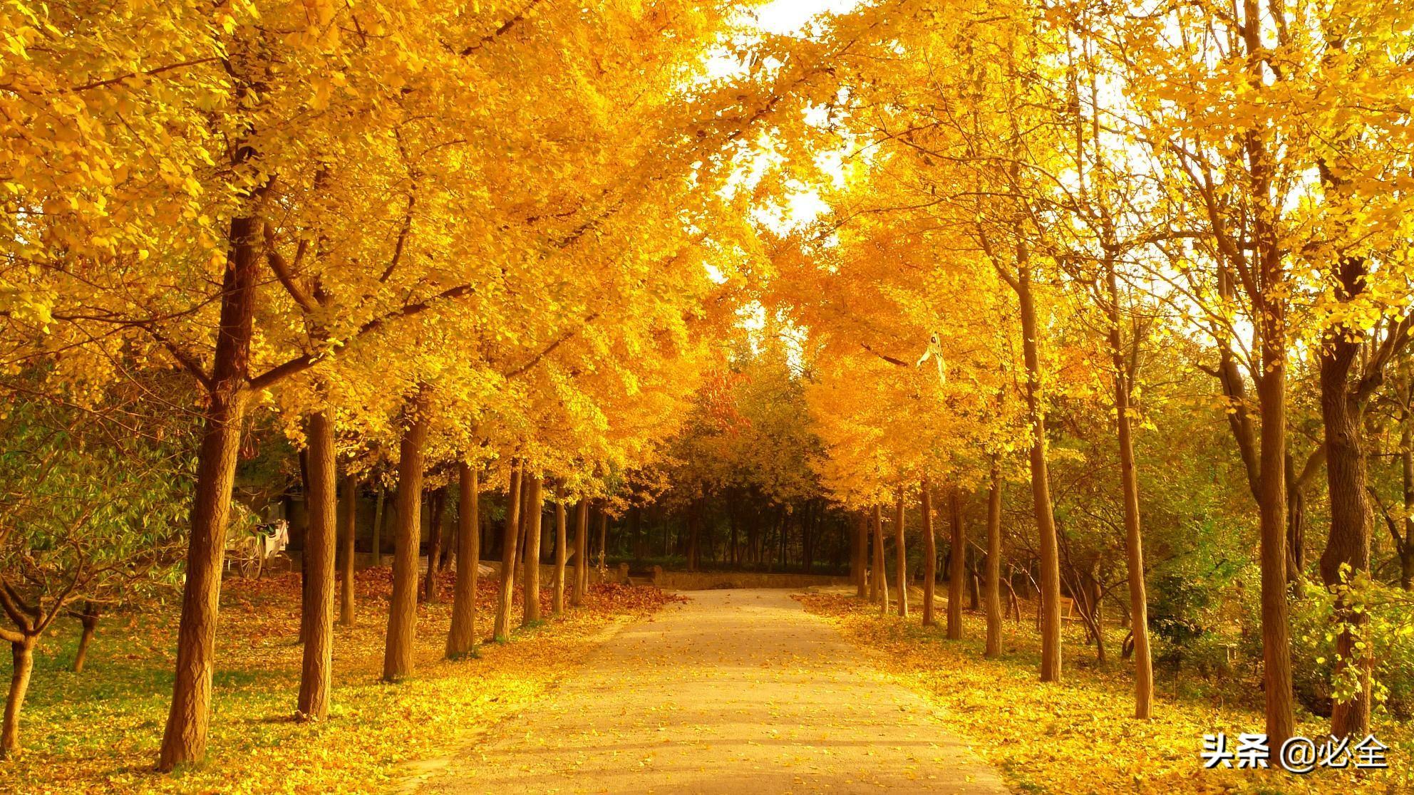 時代背景下的綠色價值探析，20公分銀杏樹最新價格揭秘