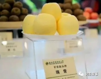 瑞陽瑞雪蘋果最新動態(tài)更新，最新消息揭秘