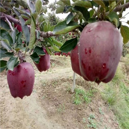 紅寶石甜蘋果最新動(dòng)態(tài)，科技前沿的甜蜜之旅揭秘