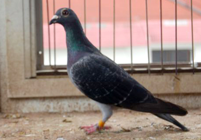 最新羅漢說鴿119期視頻，揭秘小巷中的隱藏美食天堂