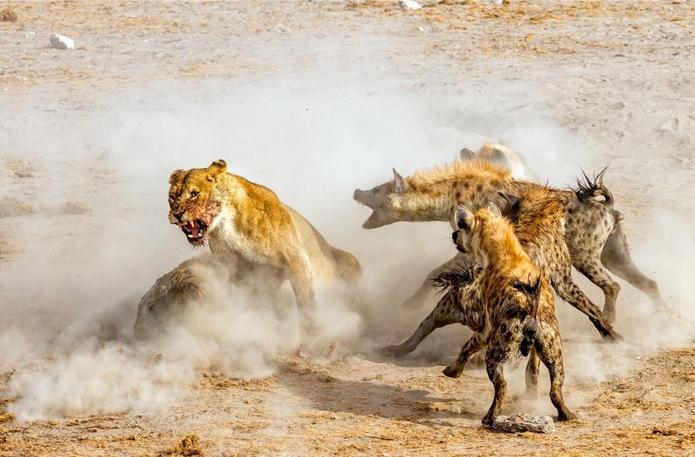 叢林大作戰(zhàn)2最新版，友情冒險(xiǎn)之旅開啟！