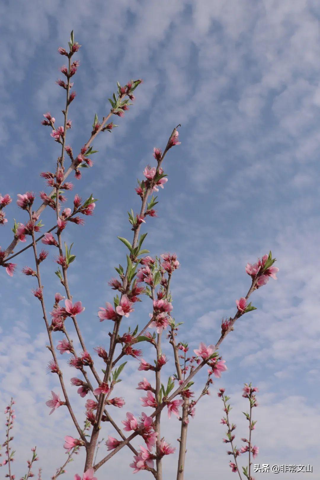 文山馬塘花莊最新開發(fā)，學(xué)習(xí)之旅的蛻變與自信成就之源